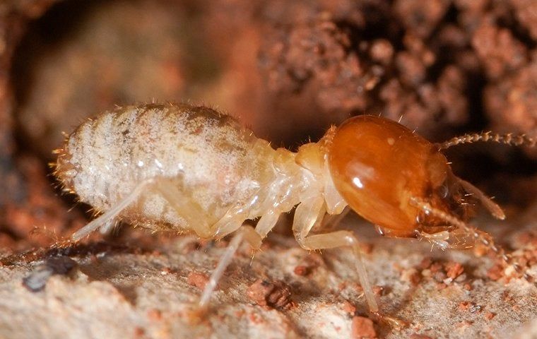 San Mateo Homeowners Complete Guide To Effective Termite Control